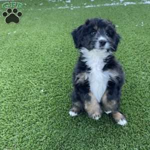 Nico, Mini Bernedoodle Puppy