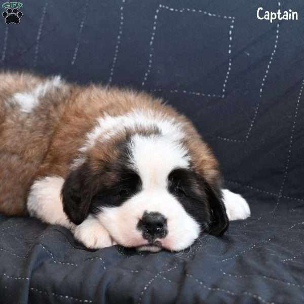 Captain, Saint Bernard Puppy