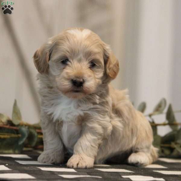 Peace, Maltipoo Puppy