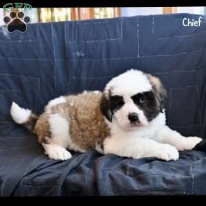 Chief, Saint Bernard Puppy