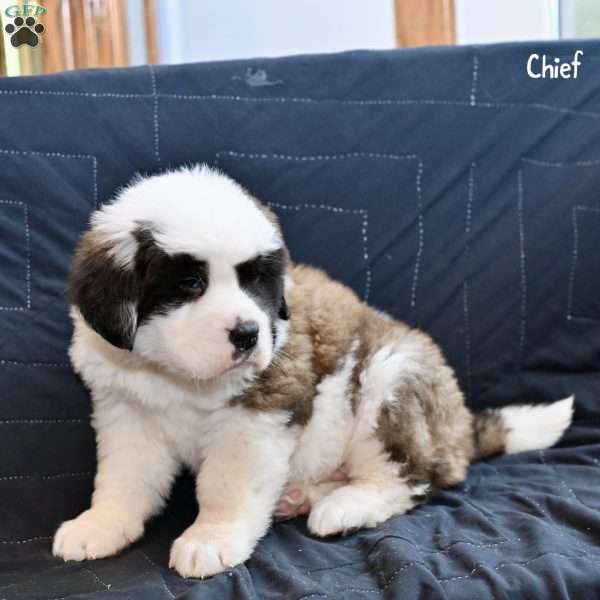 Chief, Saint Bernard Puppy