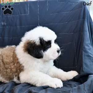 Chief, Saint Bernard Puppy