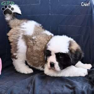 Chief, Saint Bernard Puppy