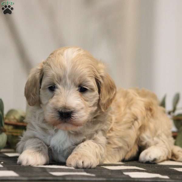 Providence, Maltipoo Puppy