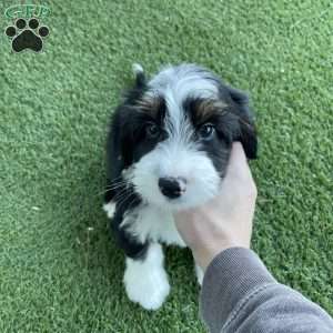 Milo, Mini Bernedoodle Puppy