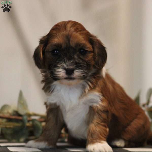 Chris, Toy Poodle Mix Puppy