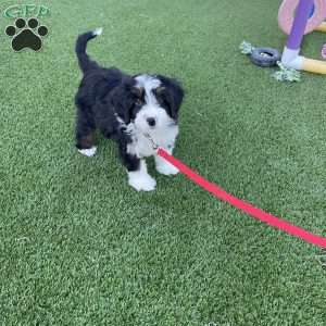 Milo, Mini Bernedoodle Puppy