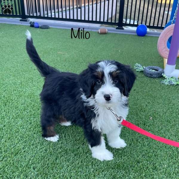 Milo, Mini Bernedoodle Puppy