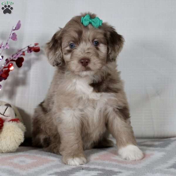 Eden, Mini Aussiedoodle Puppy