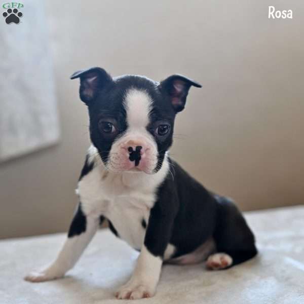 Rosa, Boston Terrier Puppy