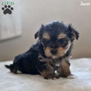 Jaxon, Morkie / Yorktese Puppy