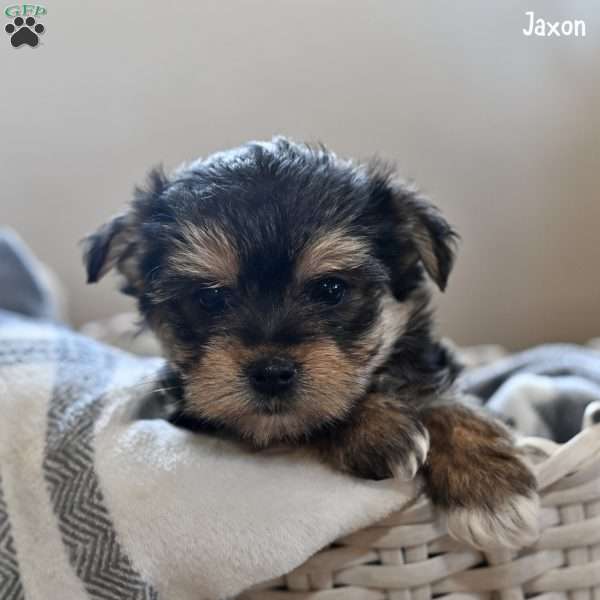 Jaxon, Morkie / Yorktese Puppy