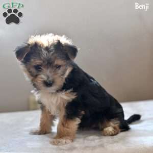 Benjie, Morkie / Yorktese Puppy