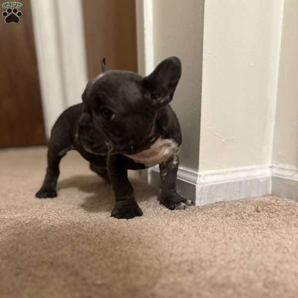 Kodak, French Bulldog Puppy