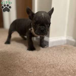 Kodak, French Bulldog Puppy