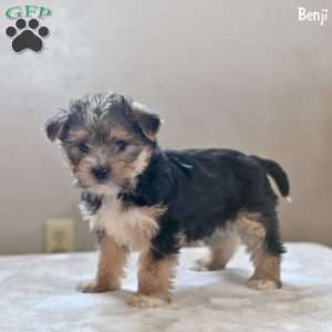 Benjie, Morkie / Yorktese Puppy