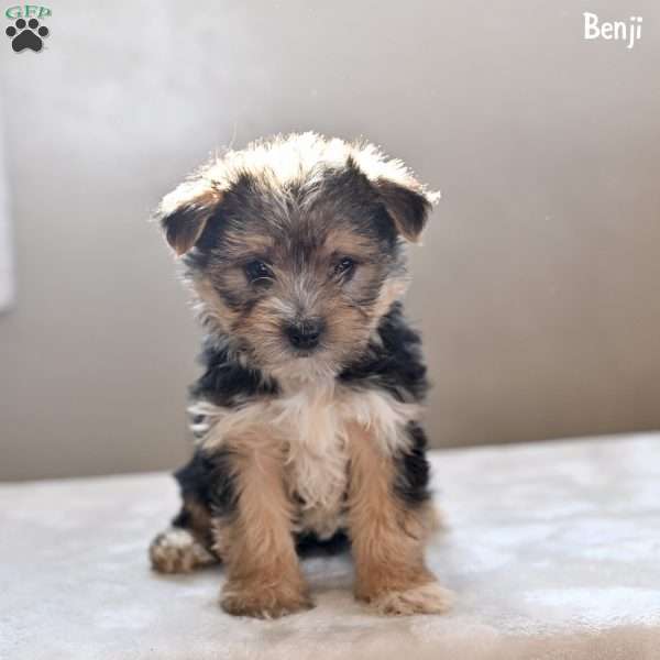 Benjie, Morkie / Yorktese Puppy