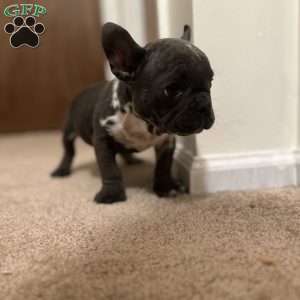 Kodak, French Bulldog Puppy