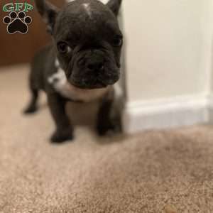 Kodak, French Bulldog Puppy