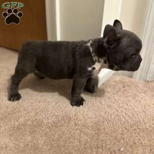 Kodak, French Bulldog Puppy