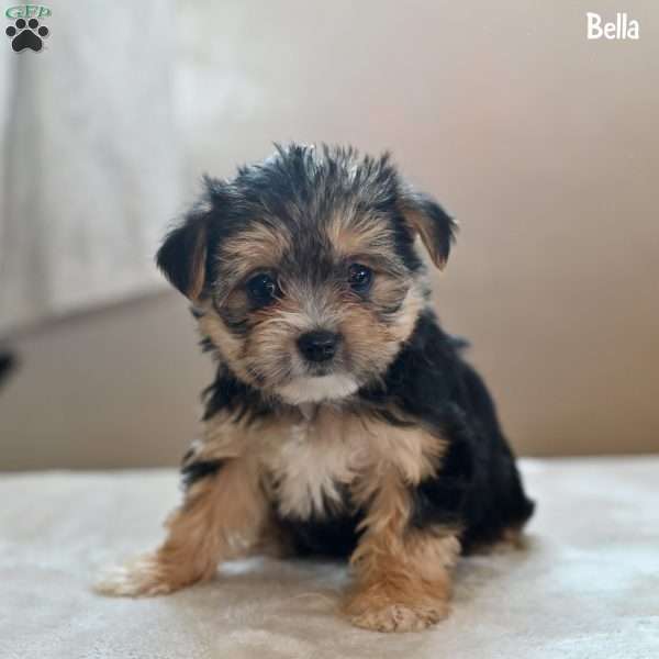 Bella, Morkie / Yorktese Puppy