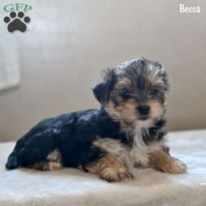 Becca, Morkie / Yorktese Puppy