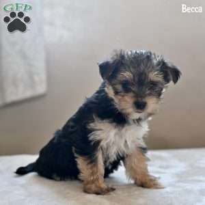 Becca, Morkie / Yorktese Puppy