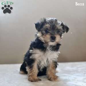 Becca, Morkie / Yorktese Puppy