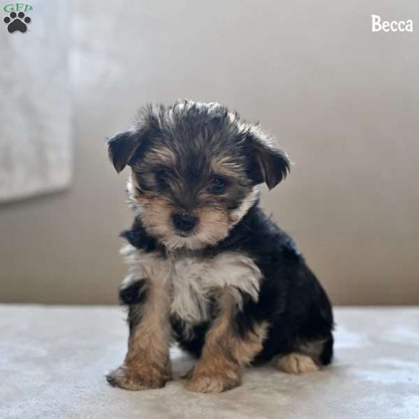 Becca, Morkie / Yorktese Puppy