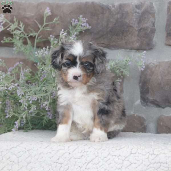 Connor, Cavapoo Puppy