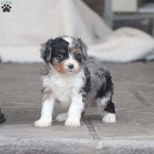 Colton, Cavapoo Puppy