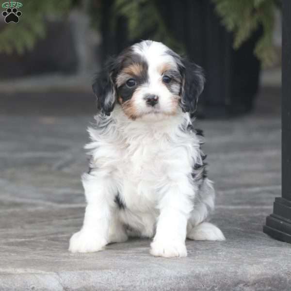 Casey, Cavapoo Puppy