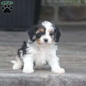 Casey, Cavapoo Puppy