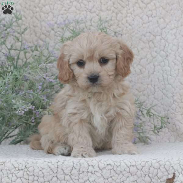 Harley, Cavachon Puppy