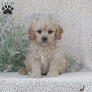 Harley, Cavachon Puppy