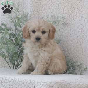 Harley, Cavachon Puppy