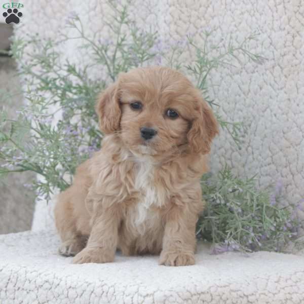 Harper, Cavachon Puppy