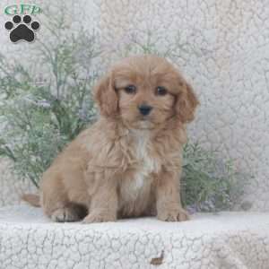 Harper, Cavachon Puppy