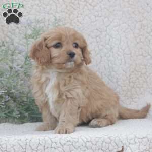 Harper, Cavachon Puppy