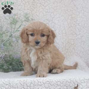 Harper, Cavachon Puppy