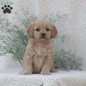 Haven, Cavachon Puppy