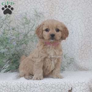 Haven, Cavachon Puppy