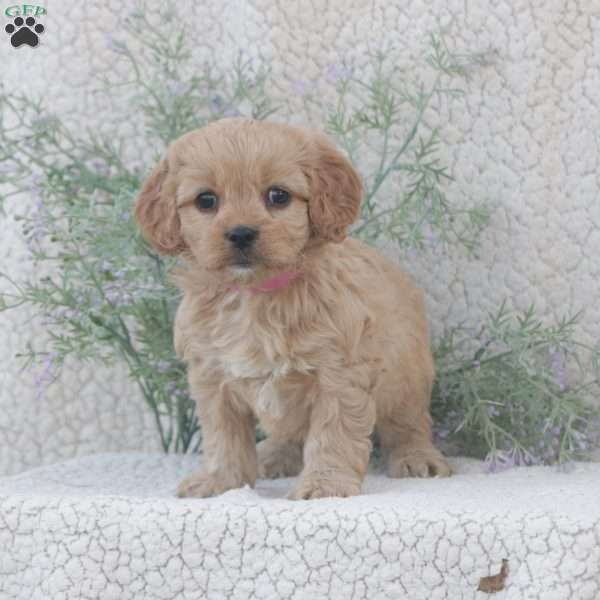 Haven, Cavachon Puppy