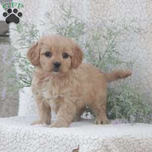 Haven, Cavachon Puppy