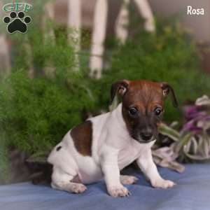 Rosa, Jack Russell Terrier Puppy