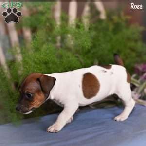 Rosa, Jack Russell Terrier Puppy