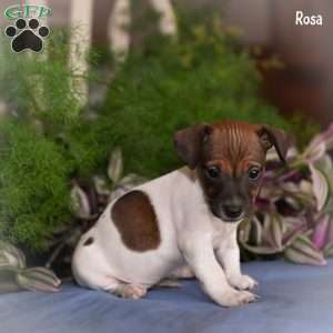 Rosa, Jack Russell Terrier Puppy