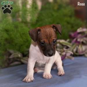 Rosa, Jack Russell Terrier Puppy