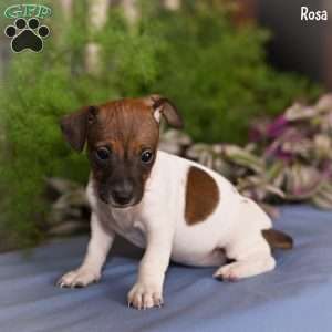 Rosa, Jack Russell Terrier Puppy