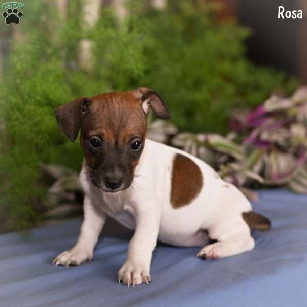 Rosa, Jack Russell Terrier Puppy